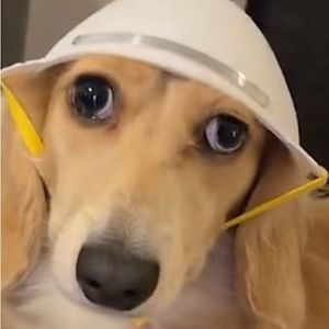 Meet your Posher, Zoe